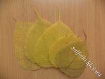 Скелетированные листья, цвет: желтый натуральный (5 шт)