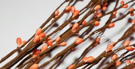 Twig with coral buds