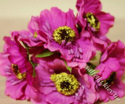 Цветы Анемон малиновый 6 шт