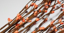 Twig with coral buds