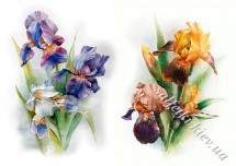 Декупажна карта - іриси FS061, формат А4, 60 г/м2