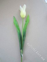 Тюльпан одинарный с острыми лепестками бледно-желтый