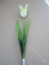 Тюльпан одинарный с острыми лепестками бледно-зеленый