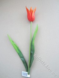 Тюльпан одинарний із гострими пелюстками червоно-жовтогарячий