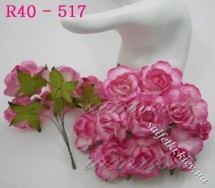 Роза бело-розовая двухцветная