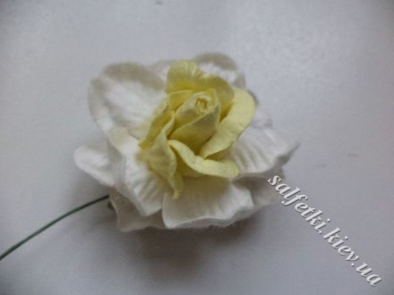 Роза бело-желтая двухцветная