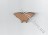 Бабочка №05 (3 см)