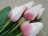 Букет тюльпанов бело-бордовый
