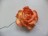Роза желто-оранжевая двухцветная