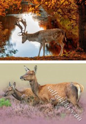 Декупажна карта 45 г/м2 №0069, формат А4